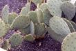 Opuntia subarmata